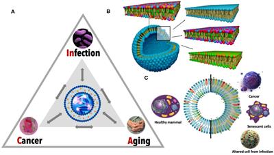 Unraveling lipid and inflammation interplay in cancer, aging and infection for novel theranostic approaches